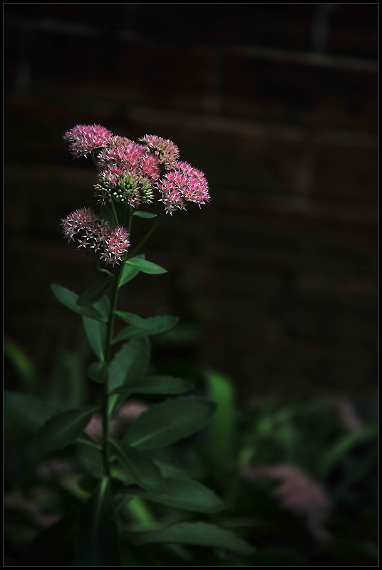 Sedum