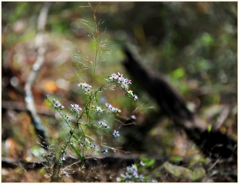 Autumn Asters