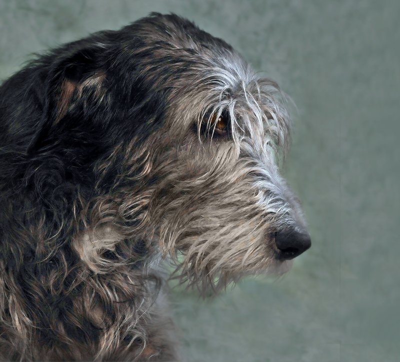 Portrait of a Wolfhound