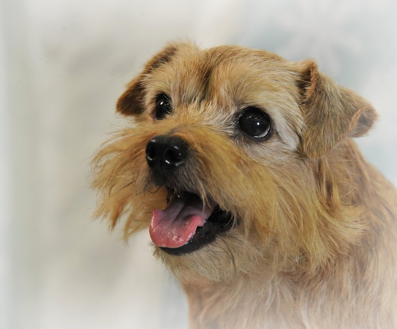 Norfolk Terrier