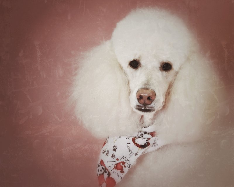 Standard Poodle - Grunge