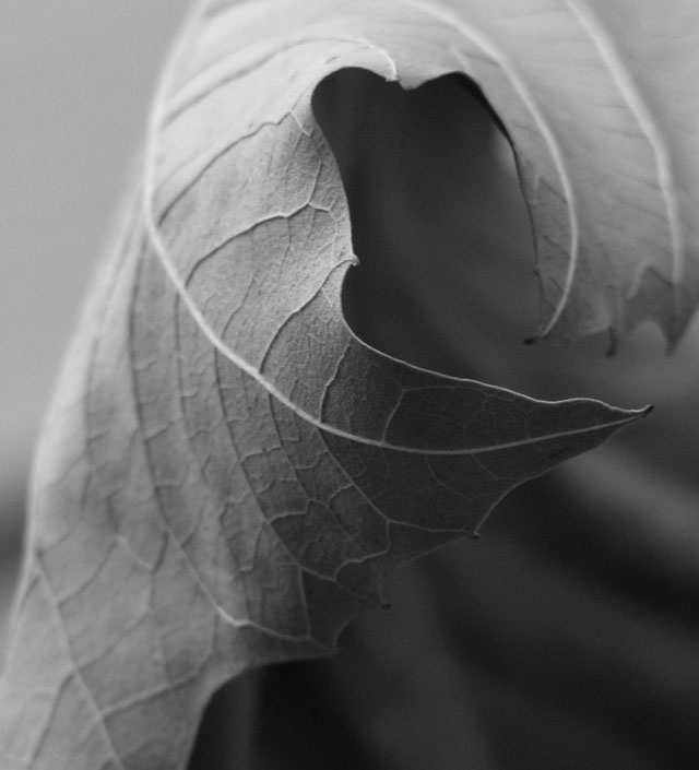 Leaf Curl