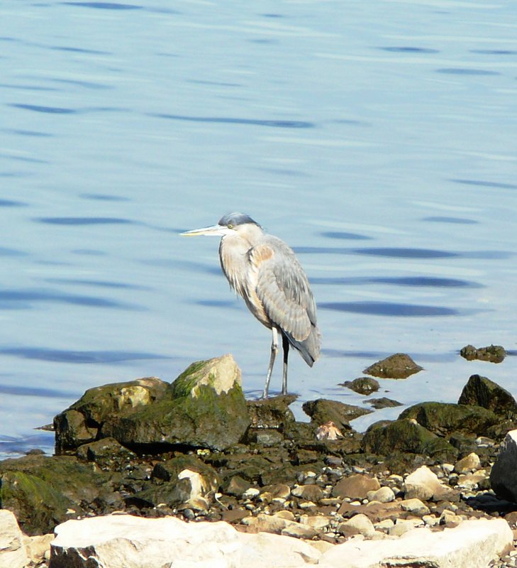 Down by the Riverside.jpg