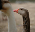 Duck, Duck, Goose!