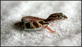 Banded Gecko