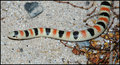 Shovel Nose Snake
