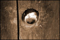 Peek A Boo