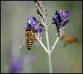 Bee.