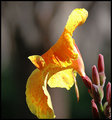 The Flower.