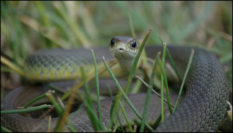 Racer In The Grass
