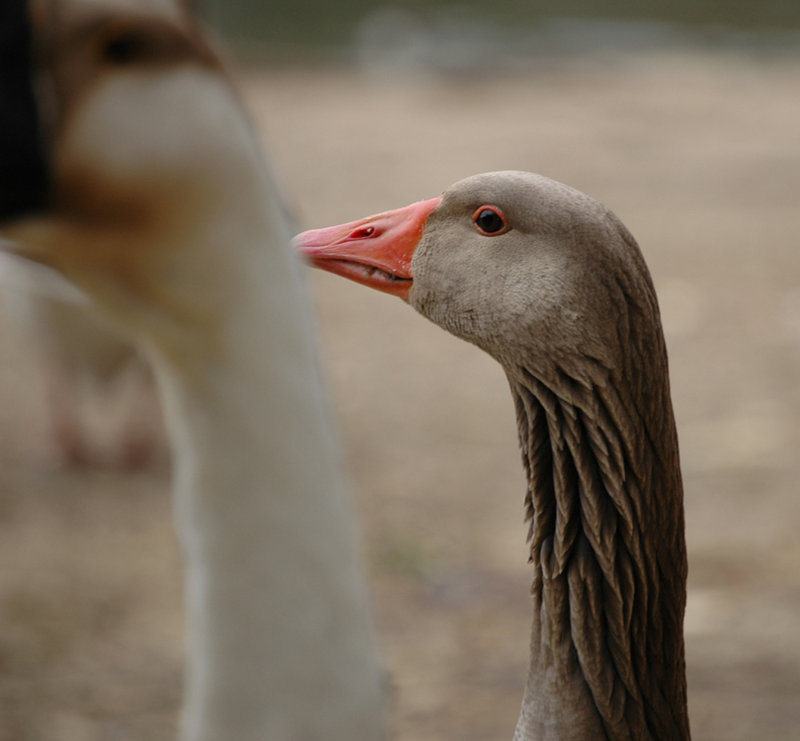 Duck, Duck, Goose!