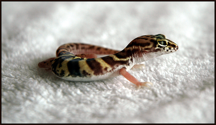 Banded Gecko