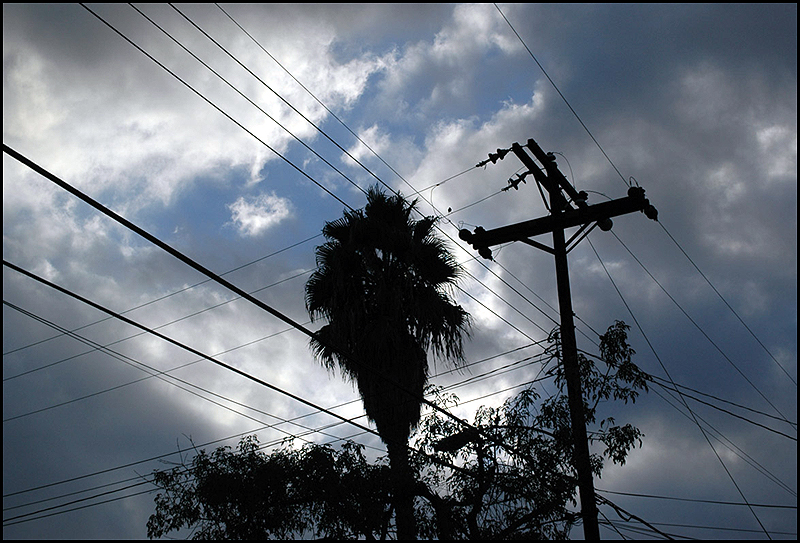 Palm Tree