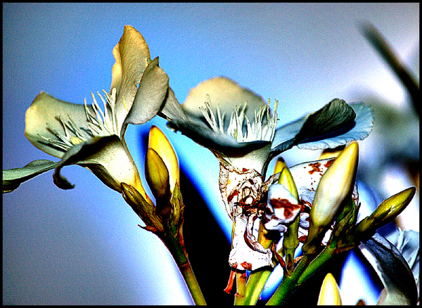 White Oleander