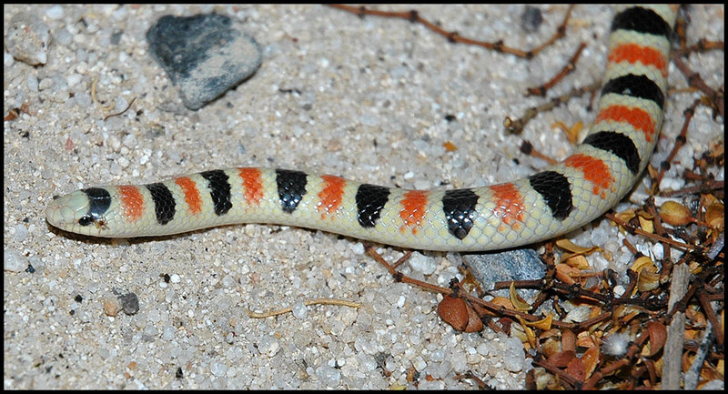 Shovel Nose Snake