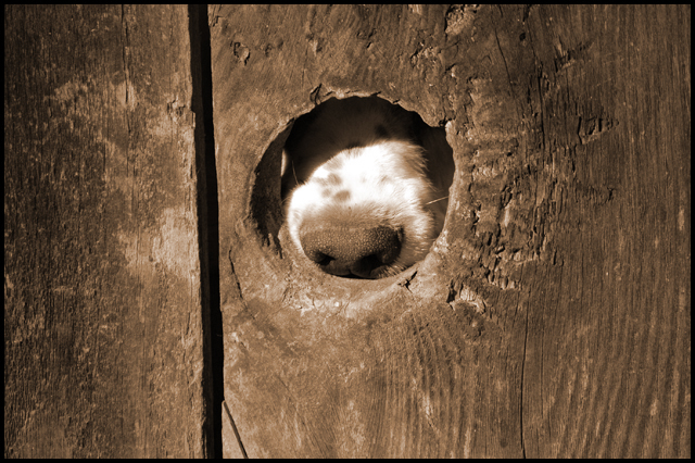 Peek A Boo