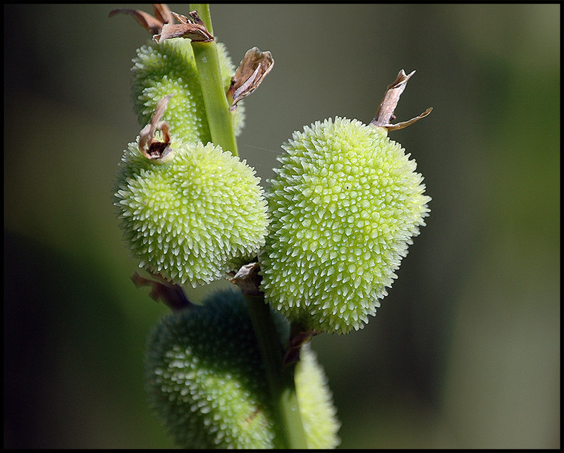 Green Berry.