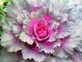 Flowering Kale