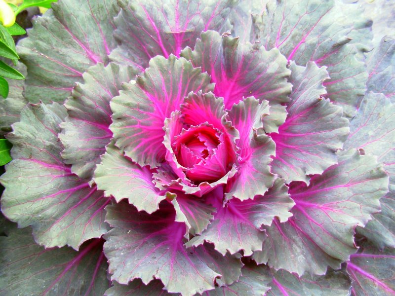Flowering Kale