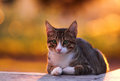 The quiet cat in color 