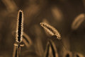 The Grass 