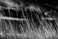 Swaying gently in the breeze 