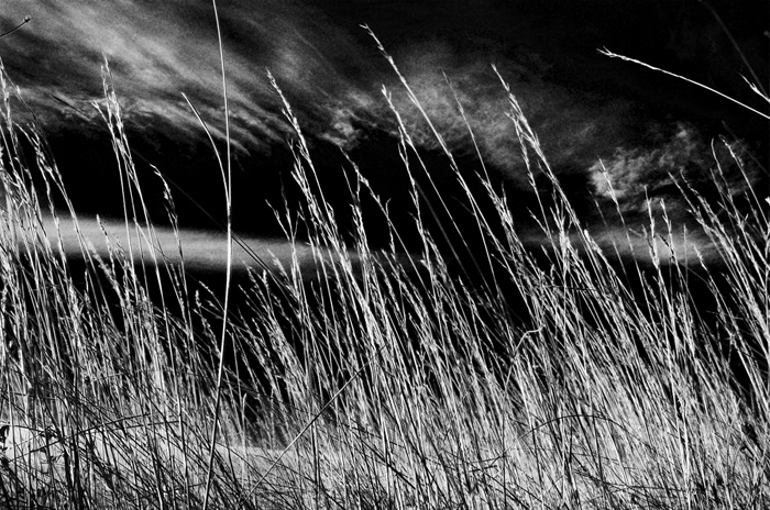 Swaying gently in the breeze 