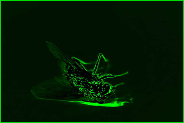 Russian Fly