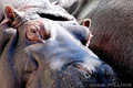 zoo_hippo