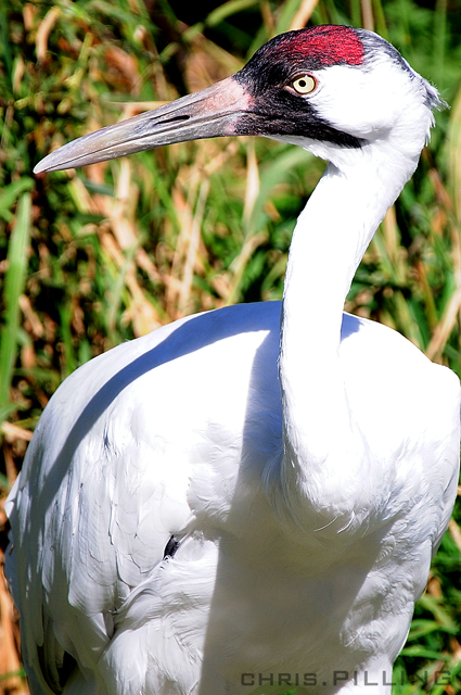 zoo_bird