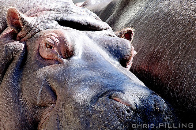 zoo_hippo
