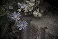 Blue Daisies