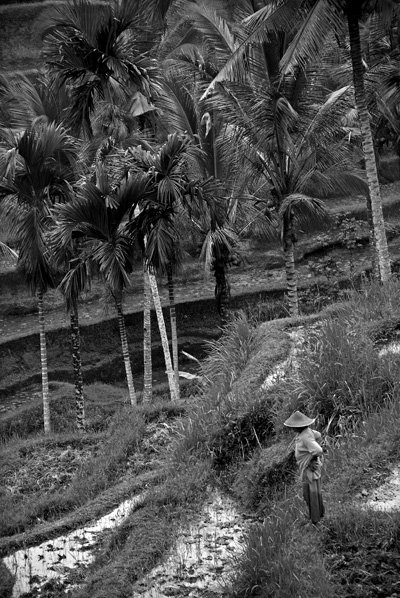 Bali Rice Paddy