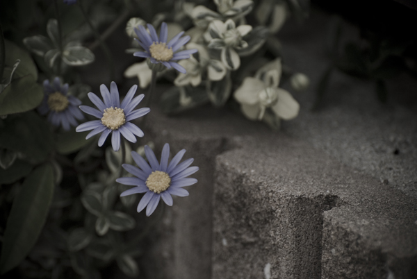 Blue Daisies