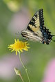 A Flutter Near, A Flutter Here