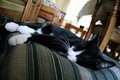Lounging Cat