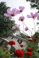 Blowing in the WInd
