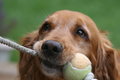 Wanna Play?