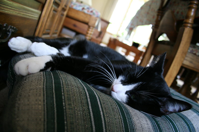 Lounging Cat