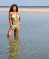 shellane 4