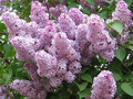 Lilacs