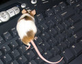Wireless Keyboard & Mouse