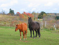 Fall Colors