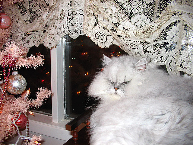 Christmas Kitty