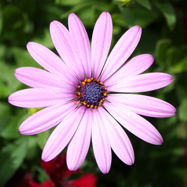 Purple flower