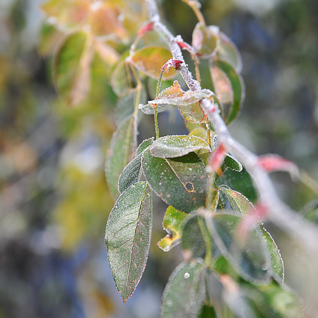 Fading Fall Colors