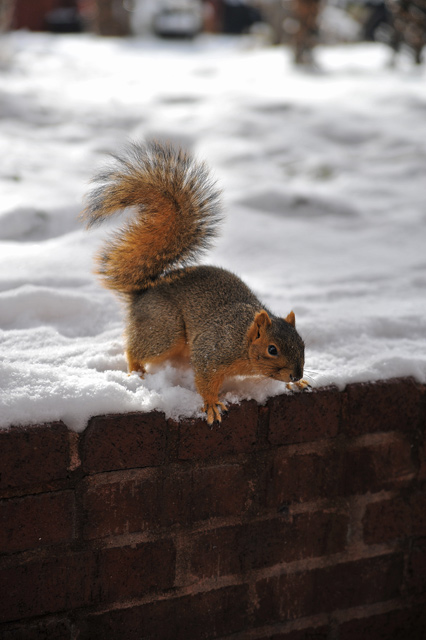 squirrel_1.jpg