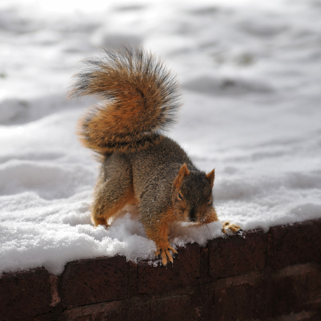 squirrel_2.jpg