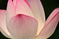 Light of Life