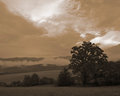 Cade's Cove Tree